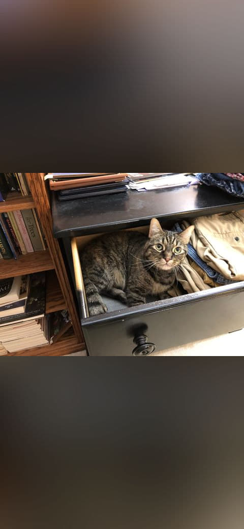 07-12 00 35 59 A tabby cat lying down in a dresser… wallpaper in near-black and charcoal tones, Full HD, 4:3 format for phone