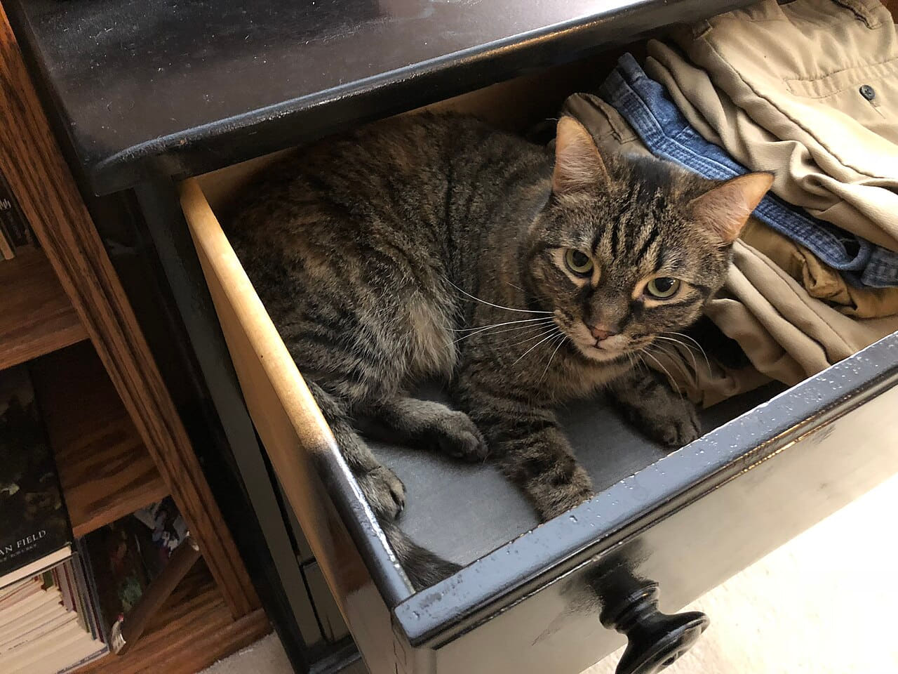 07-12 00 36 05 A tabby cat lying down in a dresser… wallpaper in near-black and charcoal tones, Full HD, 4:3 format for phone