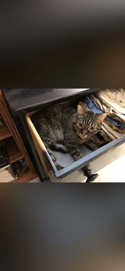 07-12 00 36 05 A tabby cat lying down in a dresser… wallpaper in near-black and charcoal tones, Full HD, 4:3 format for phone