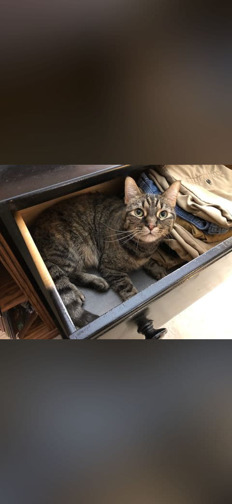 07-12 00 36 22 A tabby cat lying down in a dresser… wallpaper in near-black and charcoal tones, Full HD, 4:3 format for phone