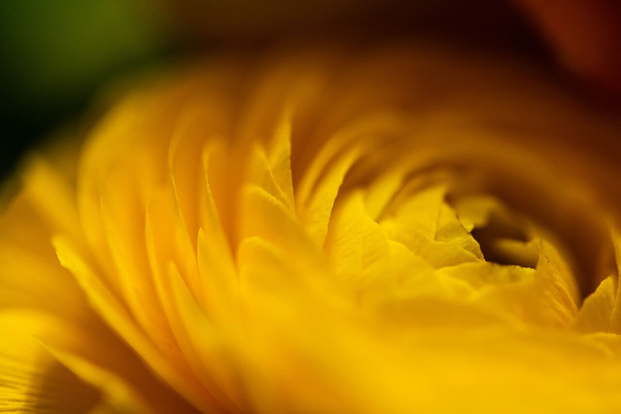 101 Petals wallpaper in amber and amber tones, Full HD, 4:3 format for phone