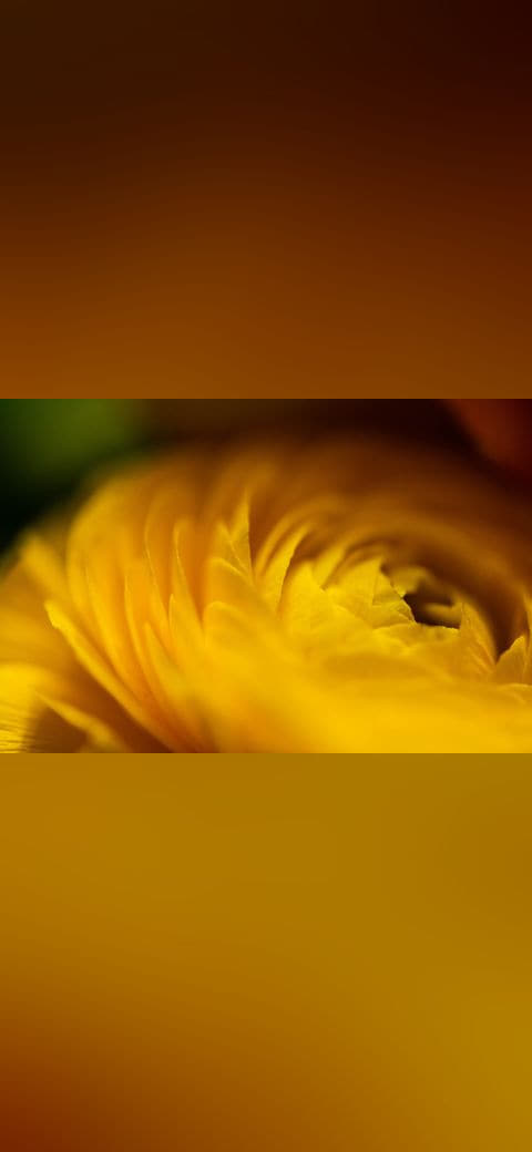 101 Petals wallpaper in amber and amber tones, Full HD, 4:3 format for phone