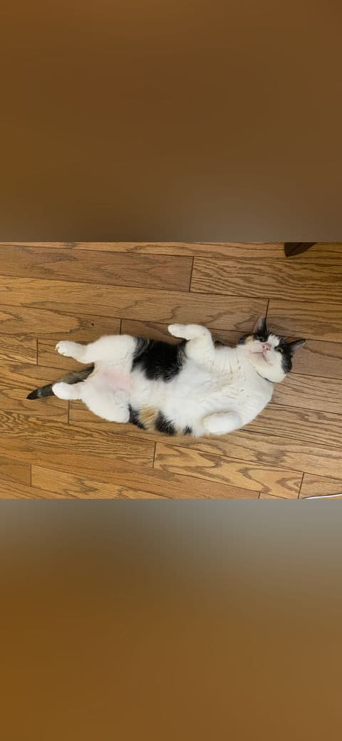 11-11 19 37 05 A Calico cat lying upside down on a… wallpaper in olive and olive tones, Full HD, 4:3 format for phone