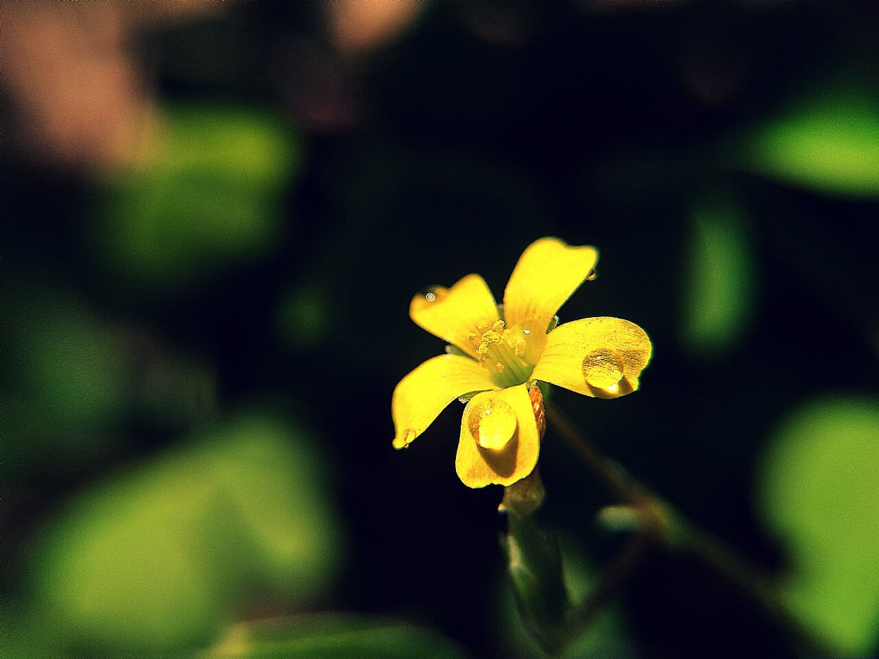 A Macro shot wallpaper in near-black and near-black tones, Full HD, 4:3 format for phone
