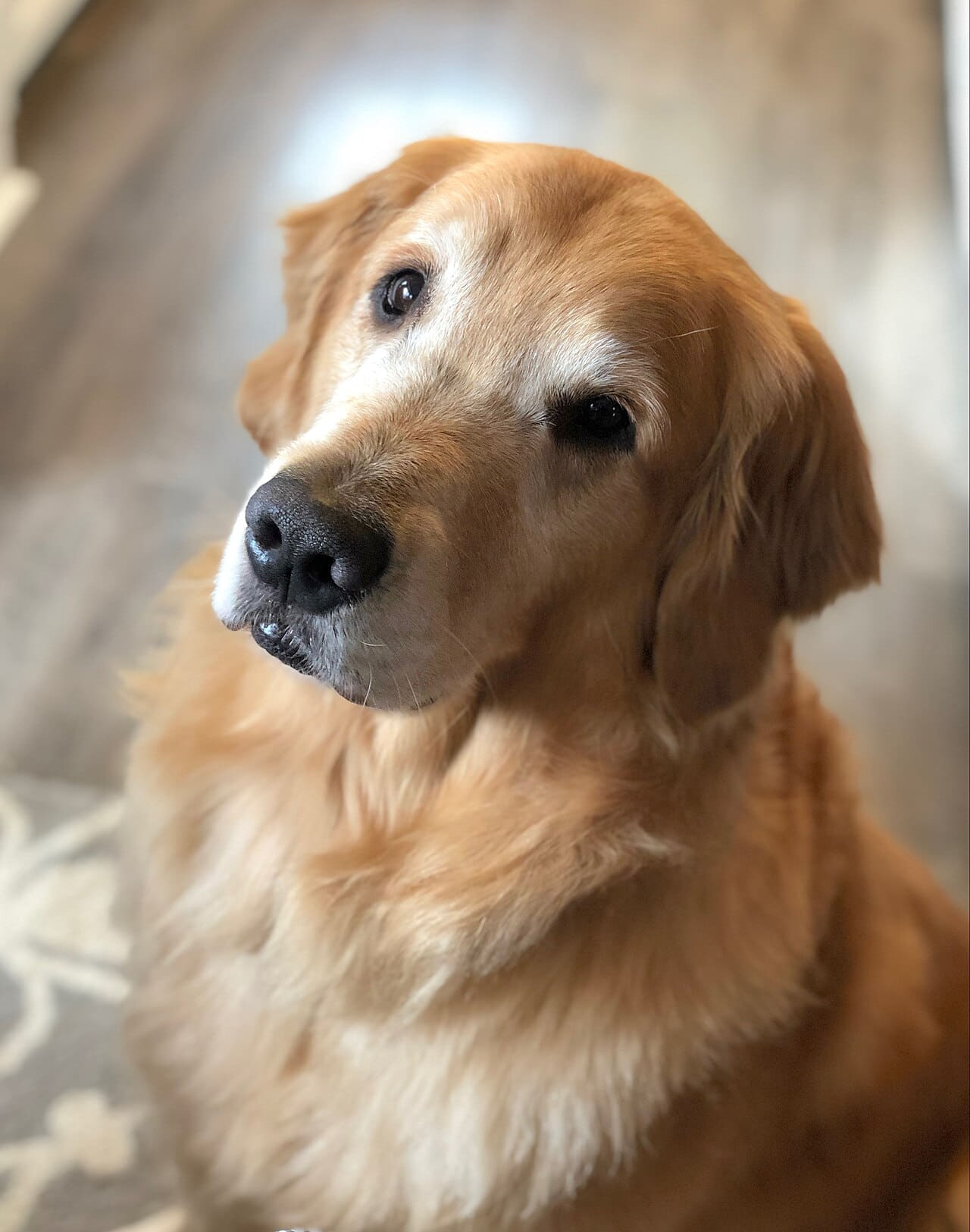 A Portrait - Watson the Golden - Sit wallpaper in charcoal and sand tones, Full HD, 4:5 format for phone