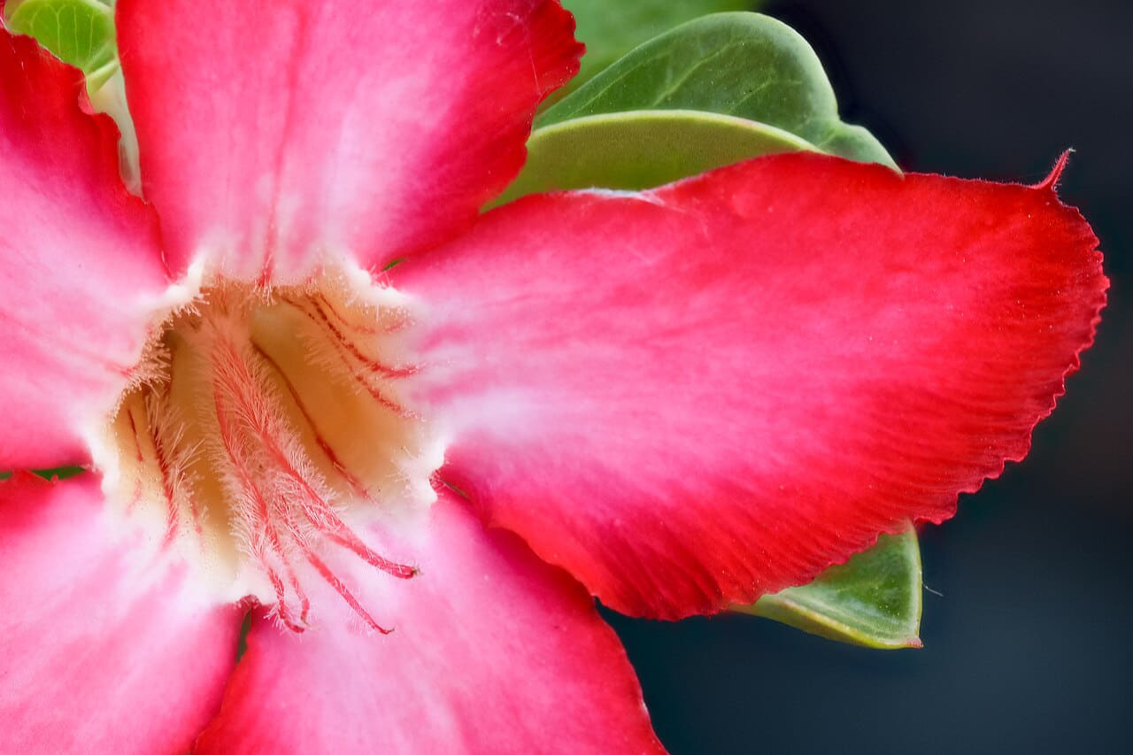 Adenium Obesum Flower Centre Petal Macro Mar22 D72… wallpaper in near-black and rose tones, Full HD, 4:3 format for phone