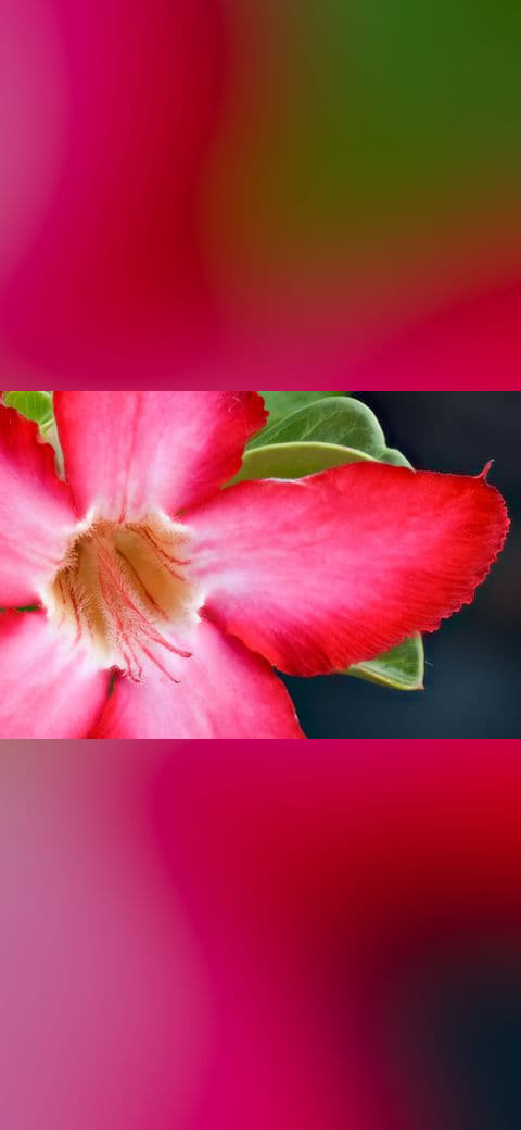 Adenium Obesum Flower Centre Petal Macro Mar22 D72… wallpaper in near-black and rose tones, Full HD, 4:3 format for phone