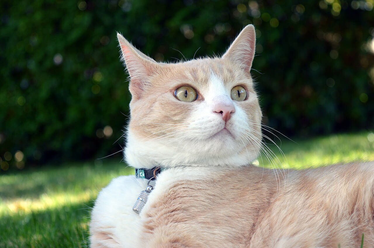 Alerted Cat wallpaper in near-black and near-black tones, Full HD, 4:3 format for phone