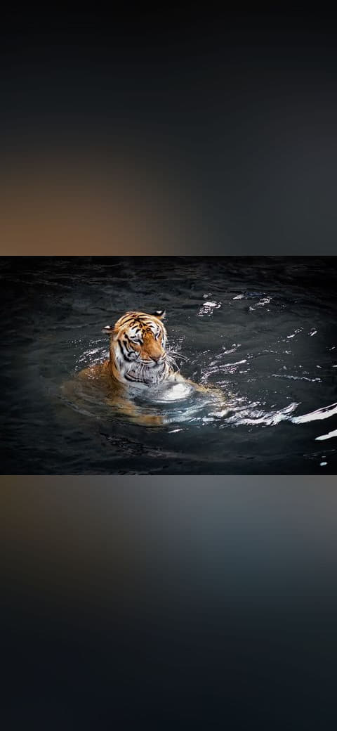Fondo de pantalla Bengal Tiger in Water en tonos casi negro y carbón, Full HD, formato 4:3 para móvil