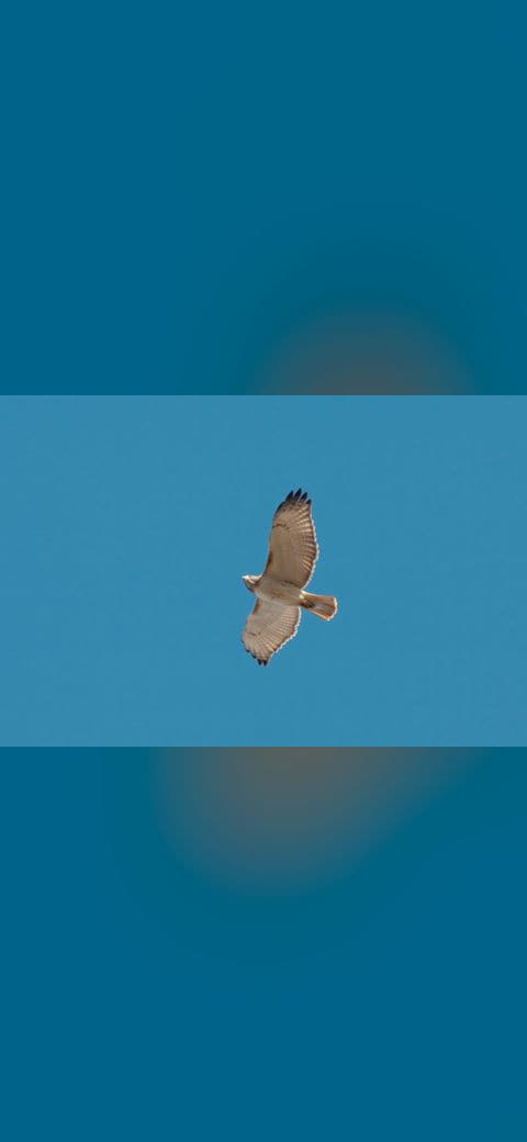 Bird of prey img 2420 wallpaper in steel blue and steel blue tones, Full HD, 4:3 format for phone