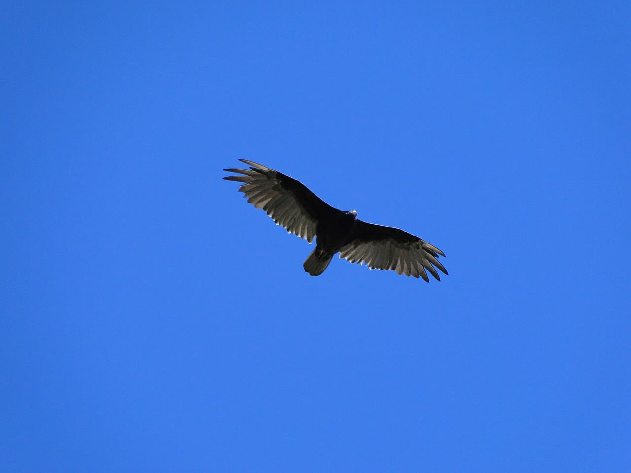 Bird of prey - panoramio wallpaper in steel blue and steel blue tones, Full HD, 4:3 format for phone