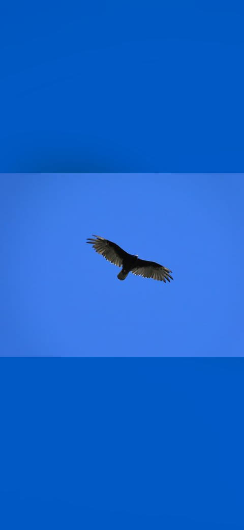 Bird of prey - panoramio wallpaper in steel blue and steel blue tones, Full HD, 4:3 format for phone