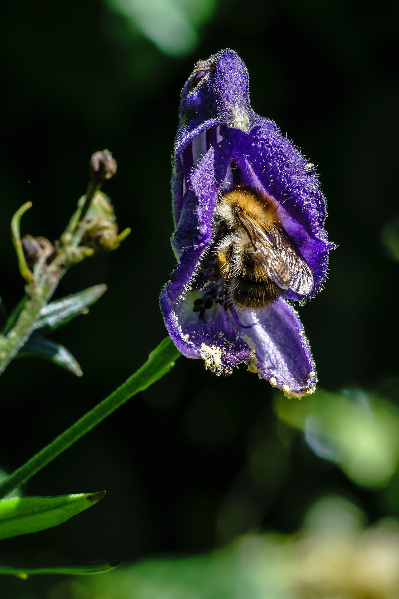 Bombox sp. feeding deep within aconitum flower wallpaper in near-black and near-black tones, Full HD, 3:4 format for phone