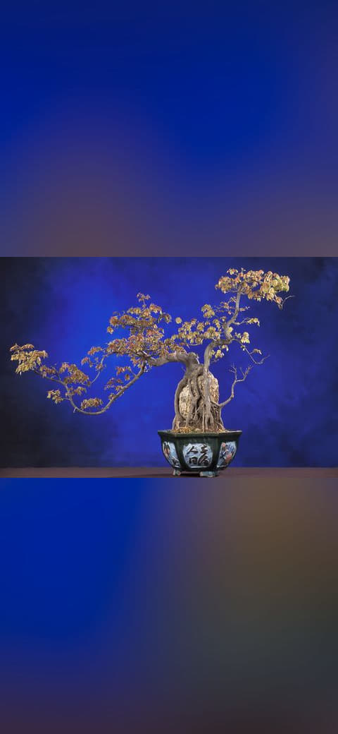 BonsaiTridentMaple wallpaper in midnight blue and midnight blue tones, Full HD, 4:3 format for phone