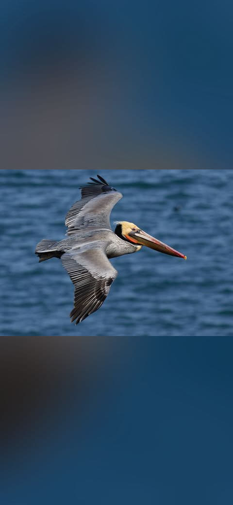 Brown pelican in flight wallpaper in steel blue and deep green tones, Full HD, 4:3 format for phone