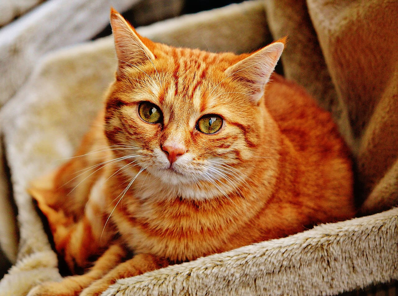 Cat-1046544 wallpaper in sand and slate tones, Full HD, 4:3 format for phone