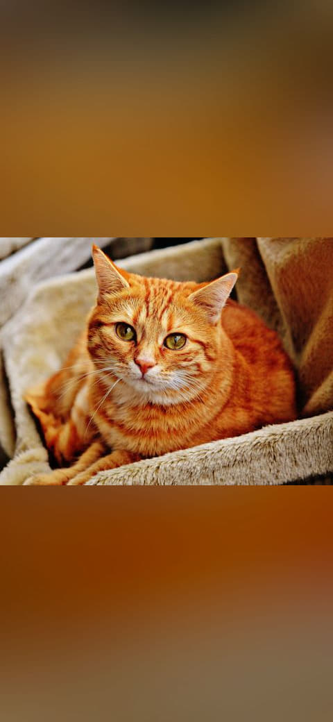 Cat-1046544 wallpaper in sand and slate tones, Full HD, 4:3 format for phone