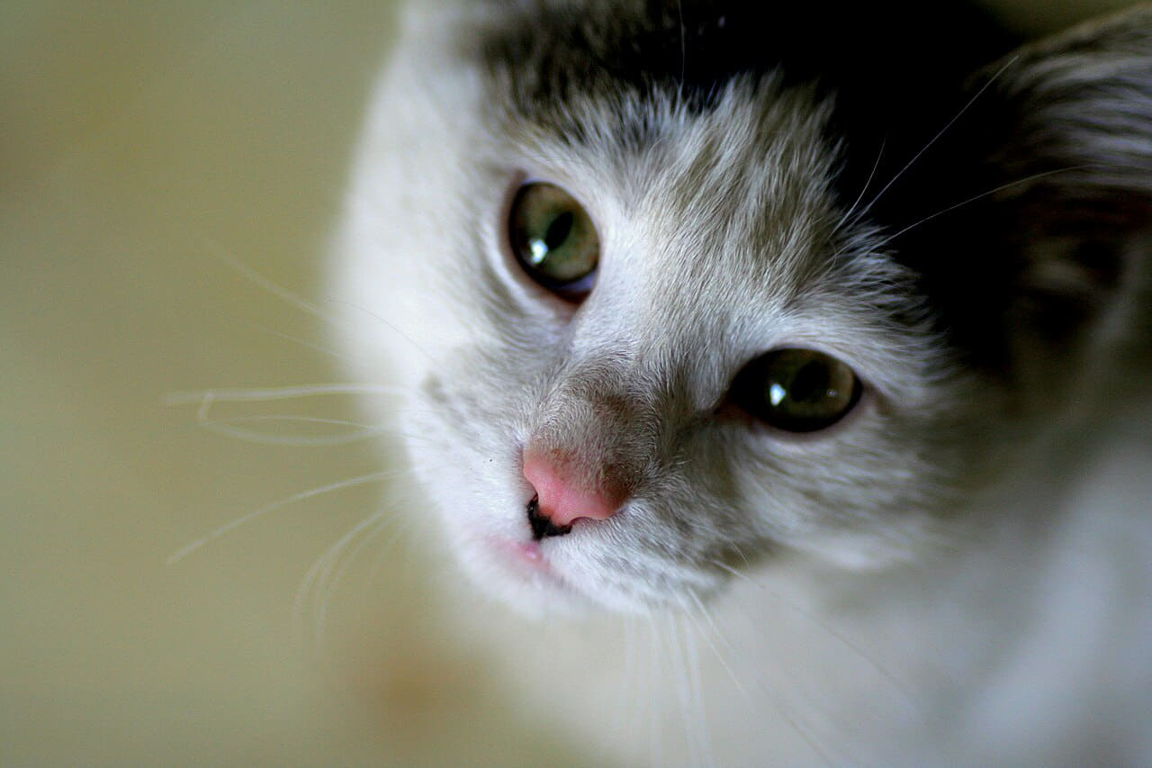 Cat Cute wallpaper in slate and near-black tones, Full HD, 4:3 format for phone