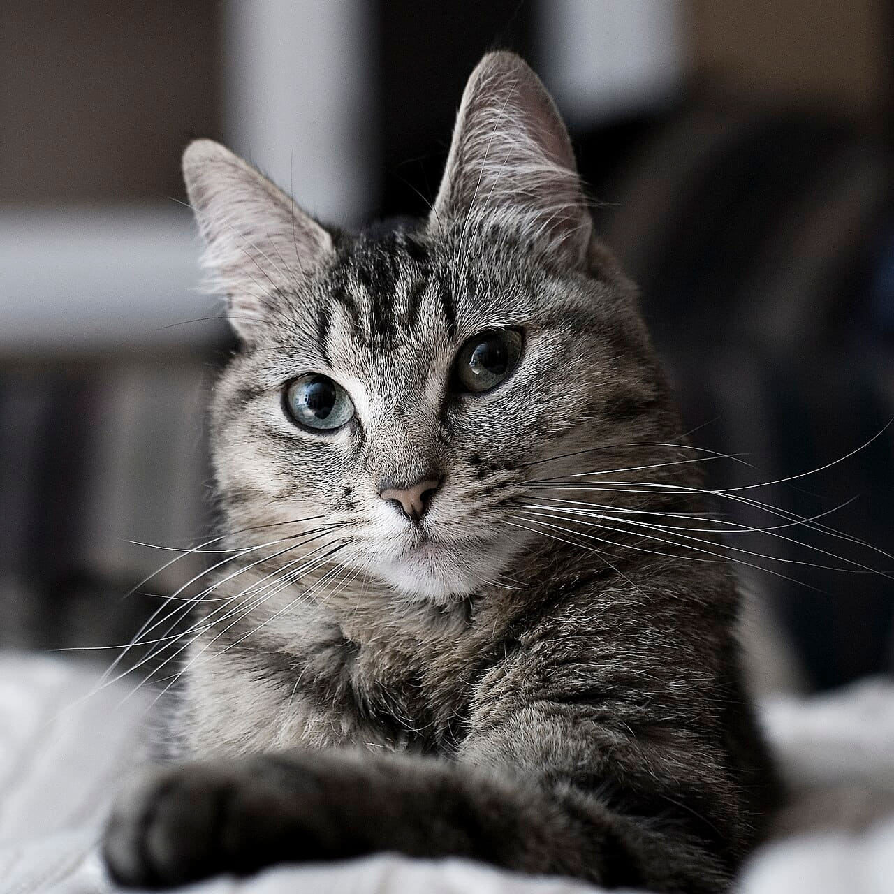 Cat wallpaper in near-black and charcoal tones, Full HD, 1:1 format for phone