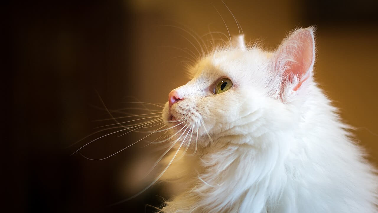 Cat 2 wallpaper in near-black and near-black tones, Full HD, 16:9 format for phone