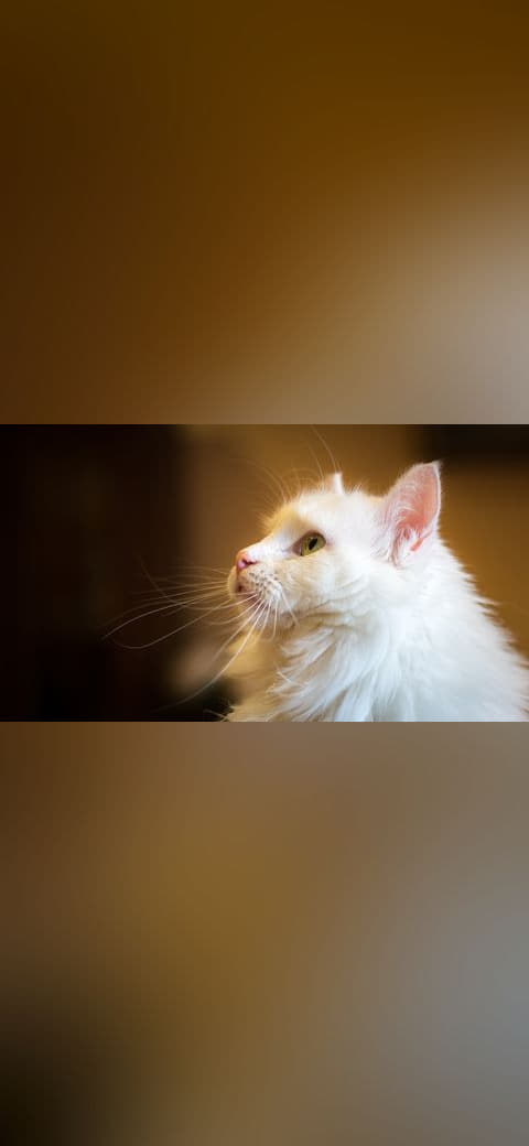 Cat 2 wallpaper in near-black and near-black tones, Full HD, 16:9 format for phone