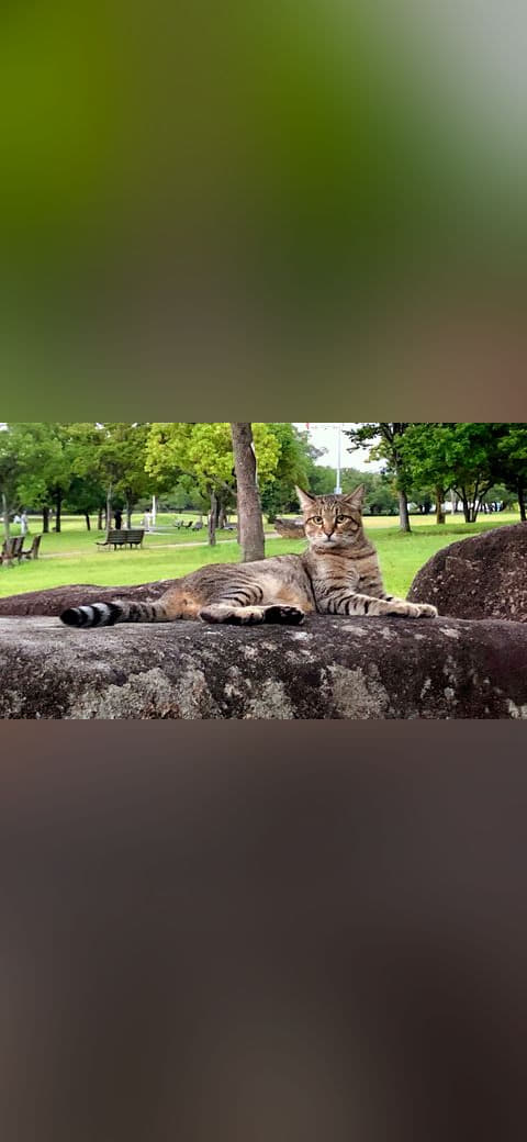 Cat lying down on the rock wallpaper in charcoal and near-black tones, Full HD, 16:9 format for phone