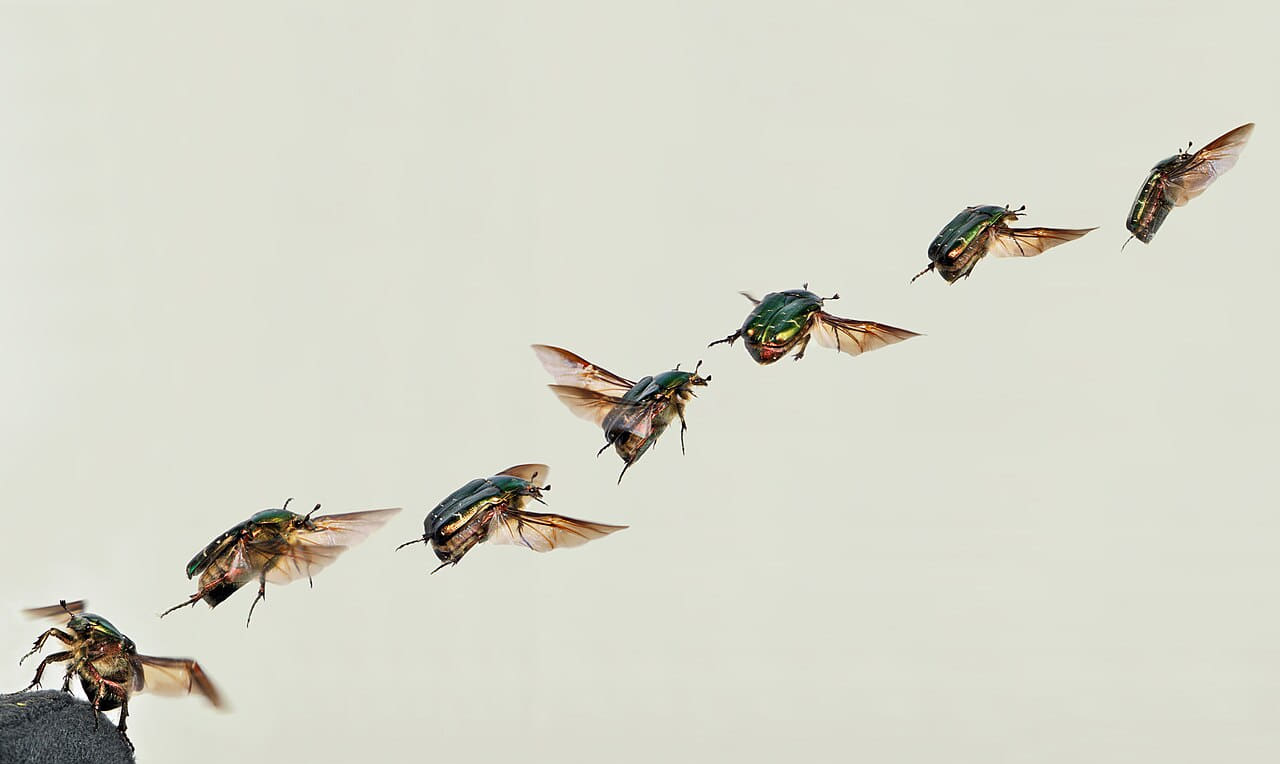 Cetonia aurata take off composition 05172009 wallpaper in lavender and lavender tones, Full HD, 16:9 format for phone