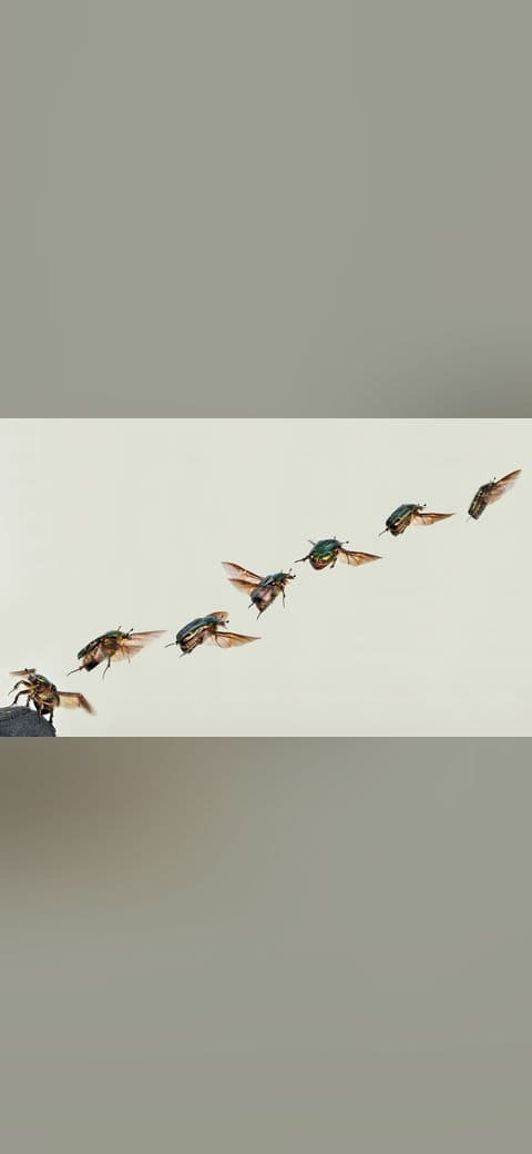 Cetonia aurata take off composition 05172009 wallpaper in lavender and lavender tones, Full HD, 16:9 format for phone