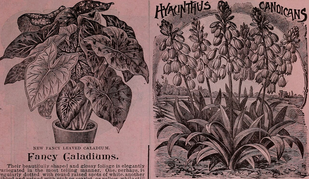 Childs' rare flowers, fruits and vegetables wallpaper in olive and charcoal tones, Full HD, 16:9 format for phone