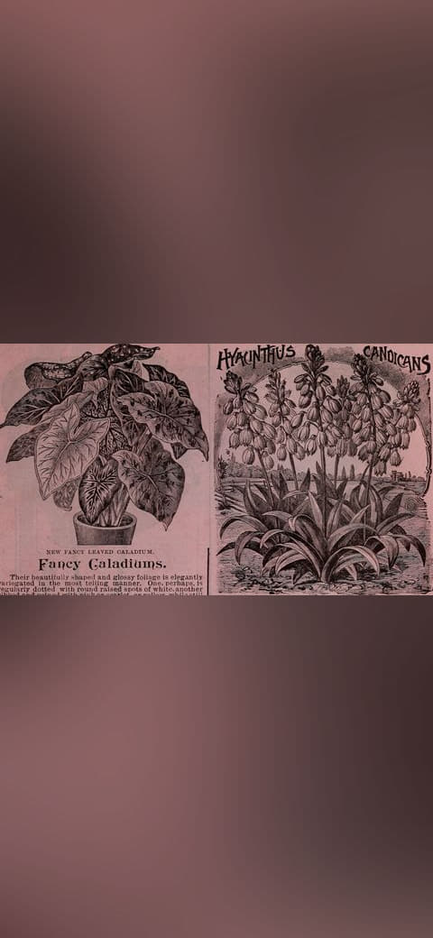 Childs' rare flowers, fruits and vegetables wallpaper in olive and charcoal tones, Full HD, 16:9 format for phone