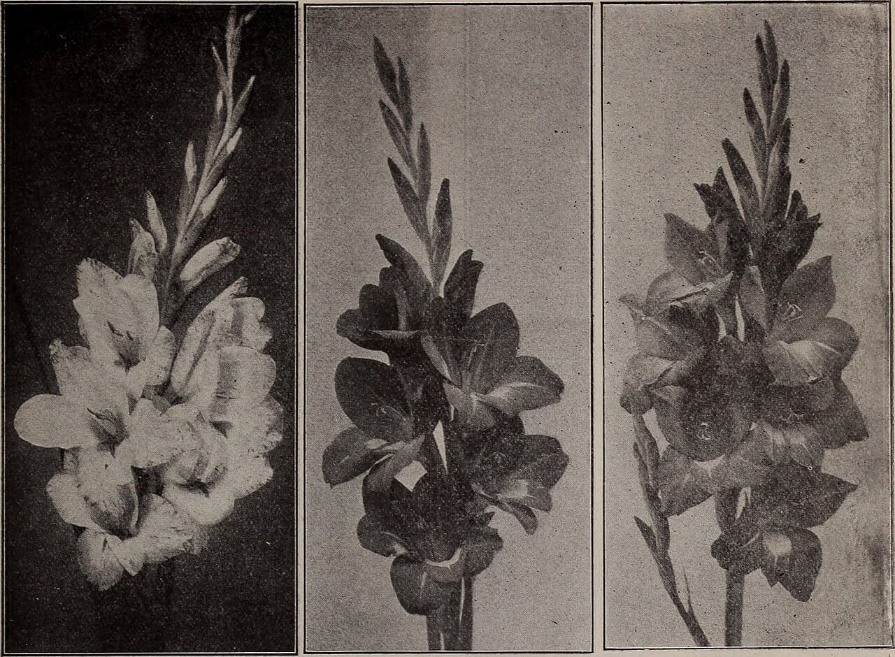 Childs' rare flowers, fruits and vegetables 2 wallpaper in slate and near-black tones, Full HD, 4:3 format for phone