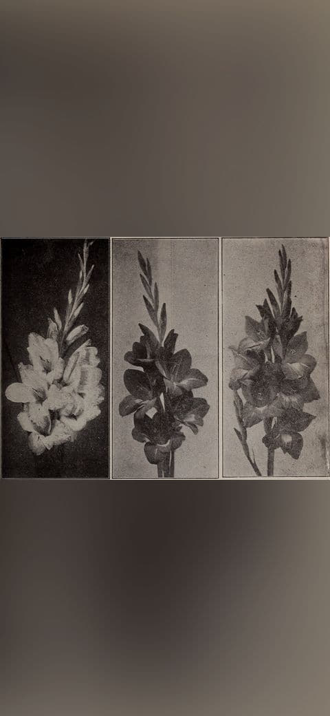 Childs' rare flowers, fruits and vegetables 2 wallpaper in slate and near-black tones, Full HD, 4:3 format for phone