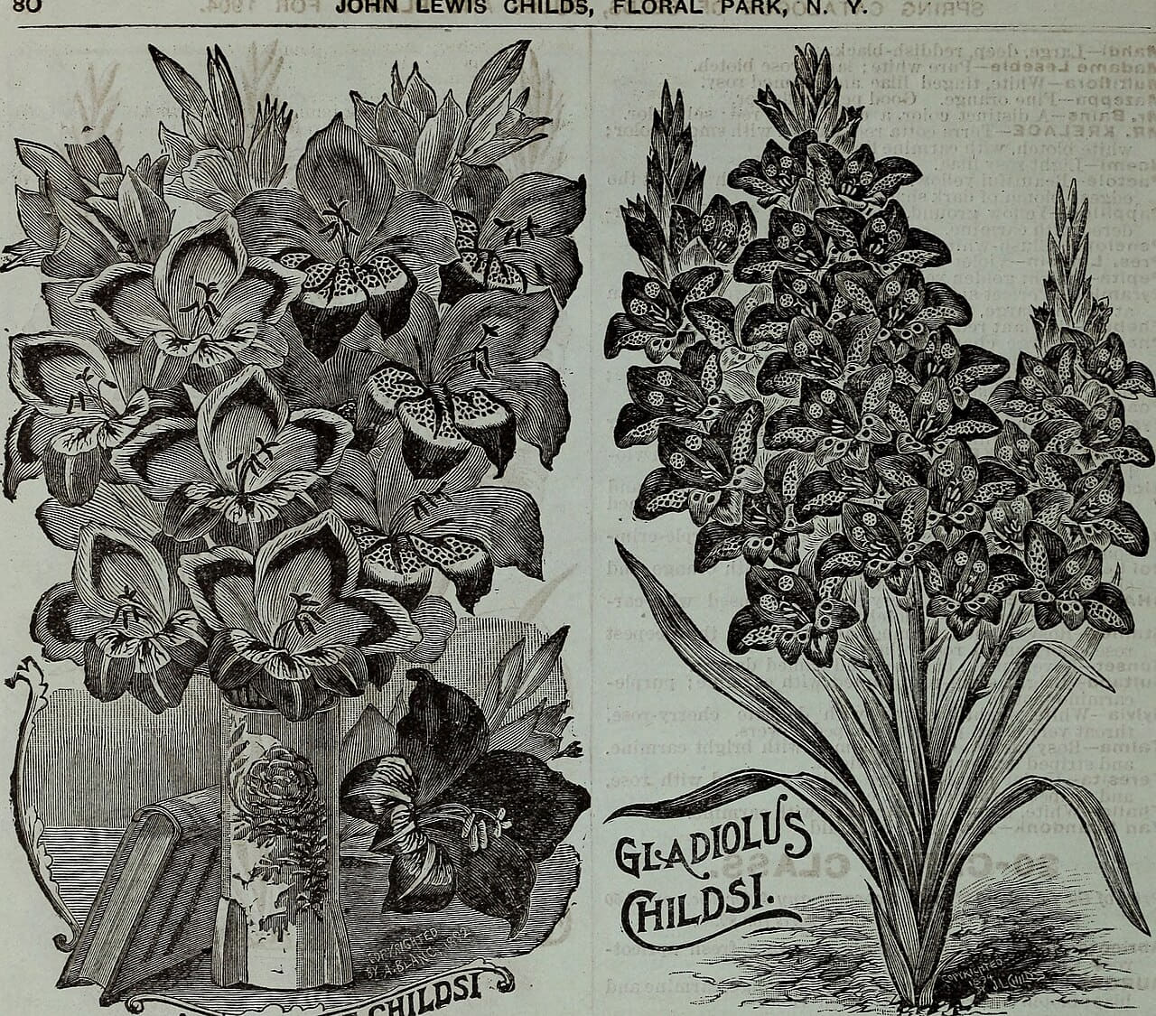 Childs' rare flowers, vegetables, and fruits 6 wallpaper in olive and charcoal tones, Full HD, 1:1 format for phone