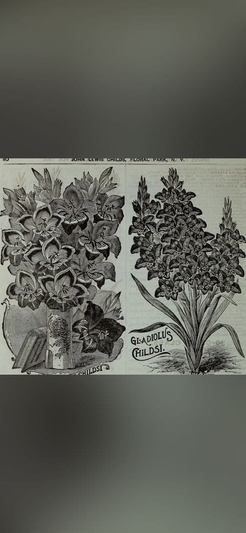 Childs' rare flowers, vegetables, and fruits 6 wallpaper in olive and charcoal tones, Full HD, 1:1 format for phone