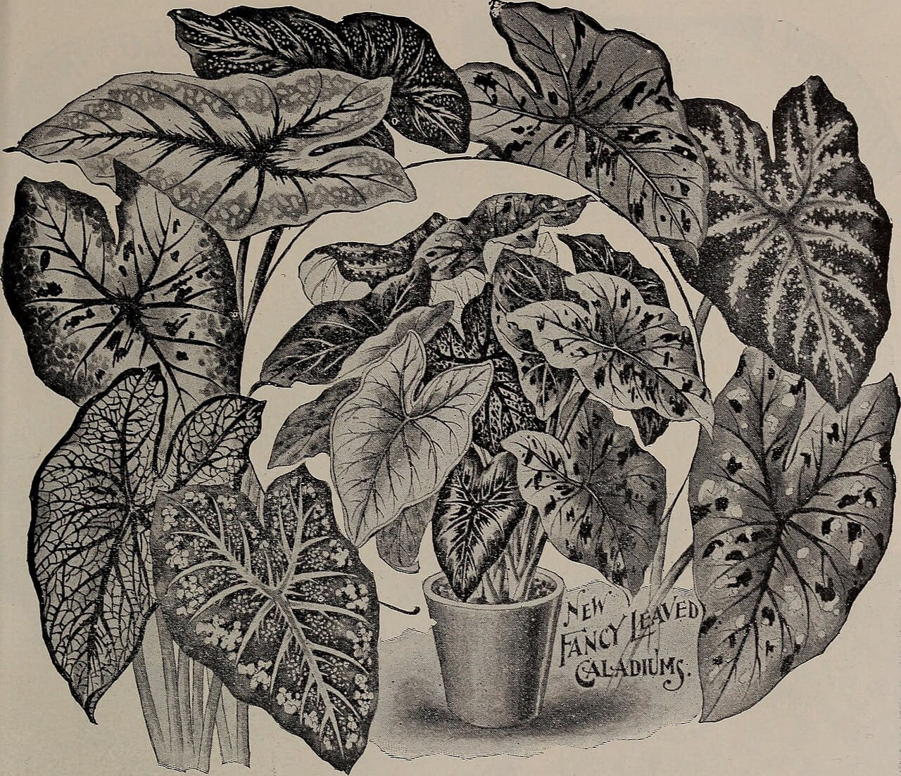 Childs' rare flowers, vegetables, and fruits 8 wallpaper in olive and charcoal tones, Full HD, 4:3 format for phone