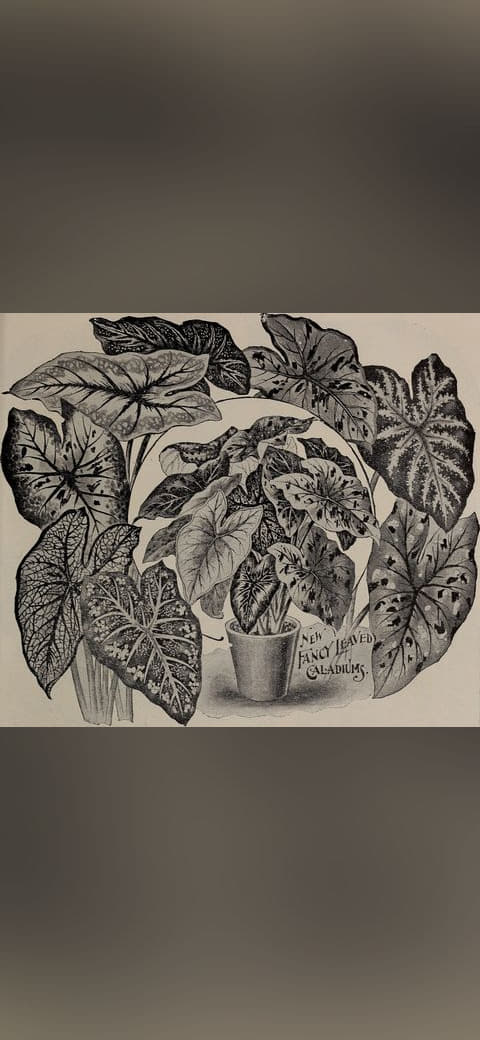 Childs' rare flowers, vegetables, and fruits 8 wallpaper in olive and charcoal tones, Full HD, 4:3 format for phone