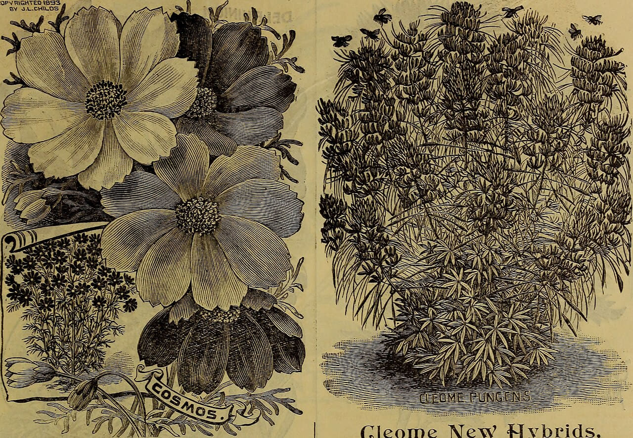 Childs' rare flowers, vegetables, and fruits 10 wallpaper in olive and charcoal tones, Full HD, 4:3 format for phone