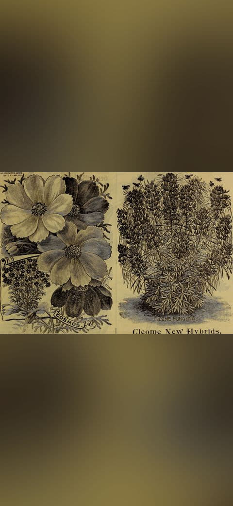 Childs' rare flowers, vegetables, and fruits 10 wallpaper in olive and charcoal tones, Full HD, 4:3 format for phone