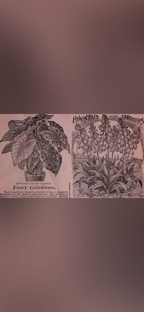 Childs' rare flowers, vegetables, and fruits 2 wallpaper in olive and slate tones, Full HD, 16:9 format for phone