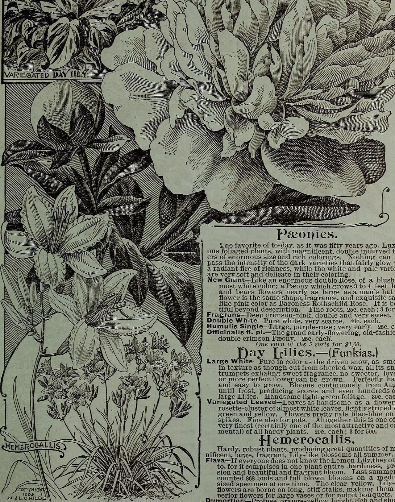 Childs' rare flowers, vegetables, and fruits 3 wallpaper in slate and olive tones, Full HD, 4:5 format for phone