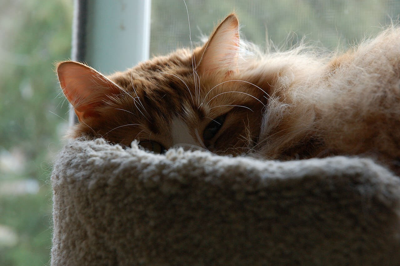 Closeup of Cat in Cat Tower wallpaper in near-black and sage green tones, Full HD, 4:3 format for phone