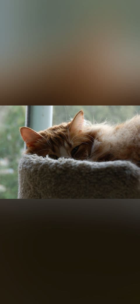 Closeup of Cat in Cat Tower wallpaper in near-black and sage green tones, Full HD, 4:3 format for phone