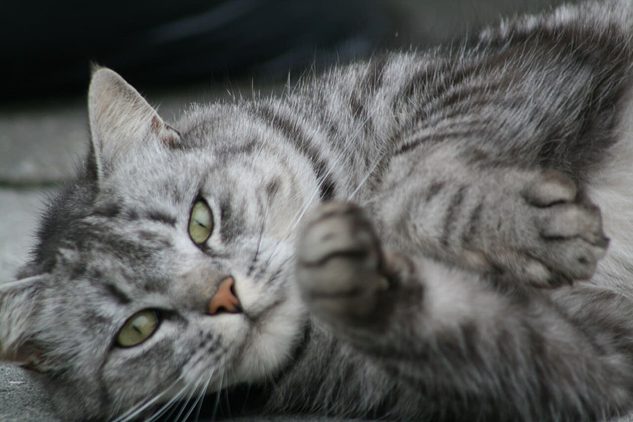 Cute cat wallpaper in charcoal and olive tones, Full HD, 4:3 format for phone