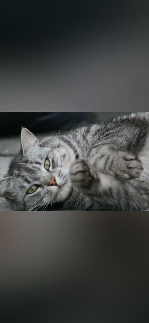 Cute cat wallpaper in charcoal and olive tones, Full HD, 4:3 format for phone