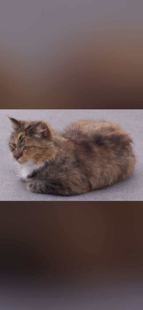 Cute cat in loaf position wallpaper in sage green and charcoal tones, Full HD, 16:9 format for phone