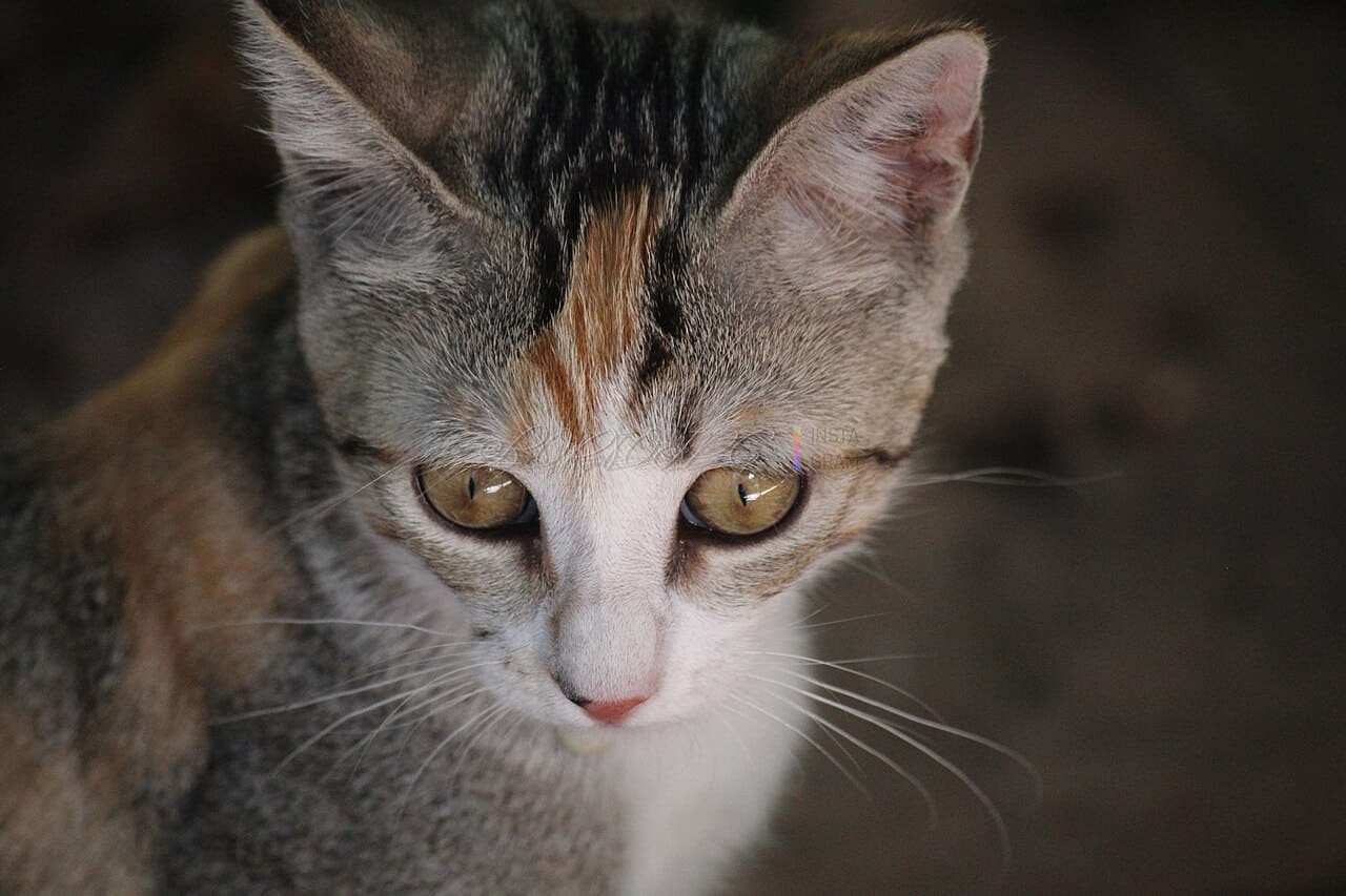 Cute cat in Marina di Pietrasanta 2 wallpaper in near-black and charcoal tones, Full HD, 4:3 format for phone