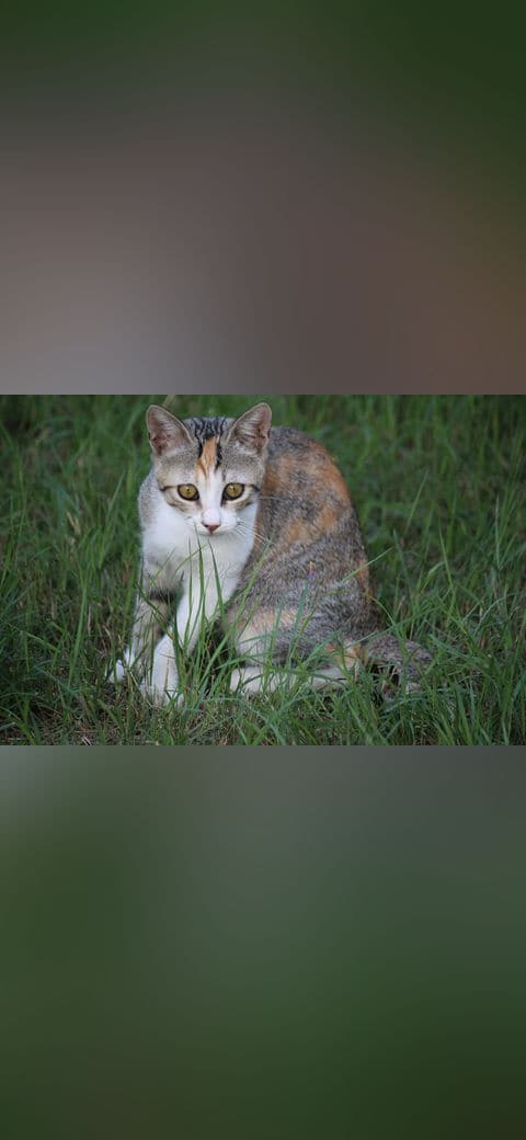 Cute cat in Marina Di Pietrasanta wallpaper in charcoal and charcoal tones, Full HD, 4:3 format for phone