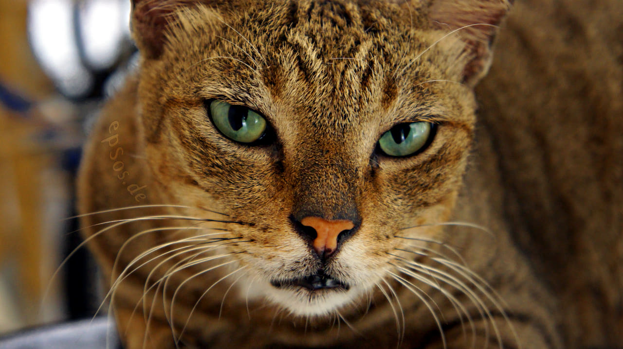Cute Cat with Beautiful Green Eyes wallpaper in charcoal and charcoal tones, Full HD, 16:9 format for phone