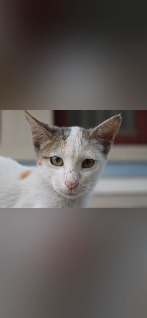 Cute kitty wallpaper in sand and slate tones, Full HD, 4:3 format for phone