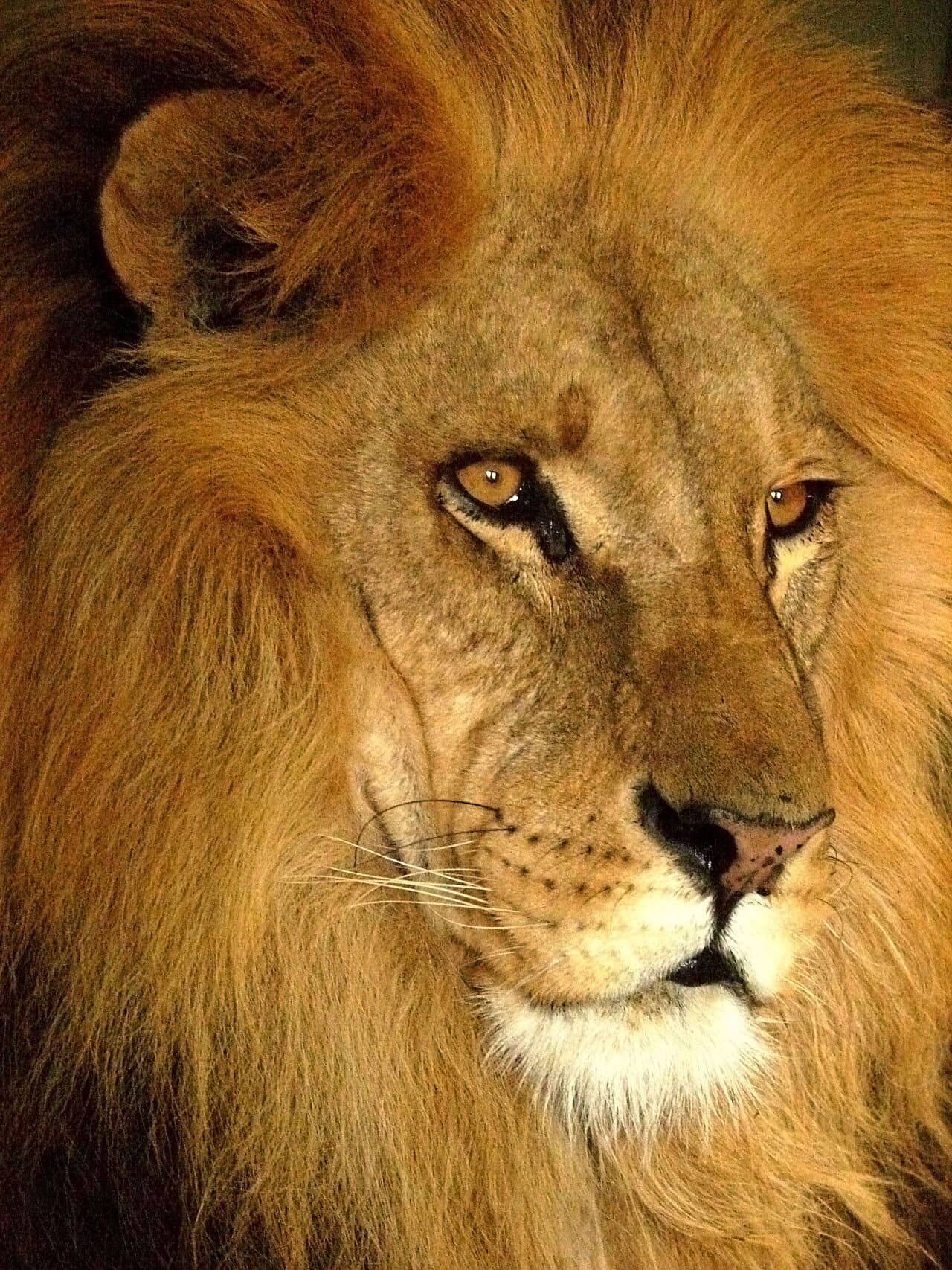 Darica Lion 07168 wallpaper in burnt orange and sand tones, Full HD, 3:4 format for phone